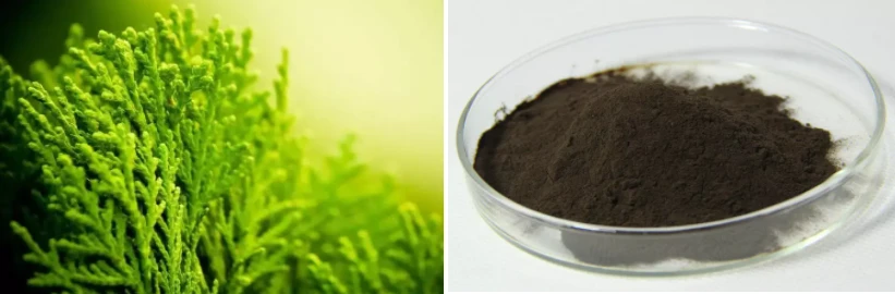 Bulk seaweed extract fertilizer powder