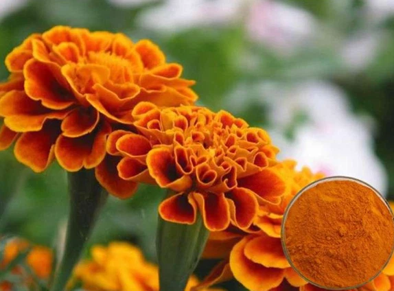 Zeaxanthin Pulver Zeaxanthin Pulver